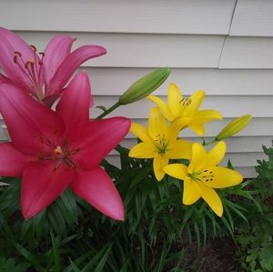 Meet your Posher, Phyllis